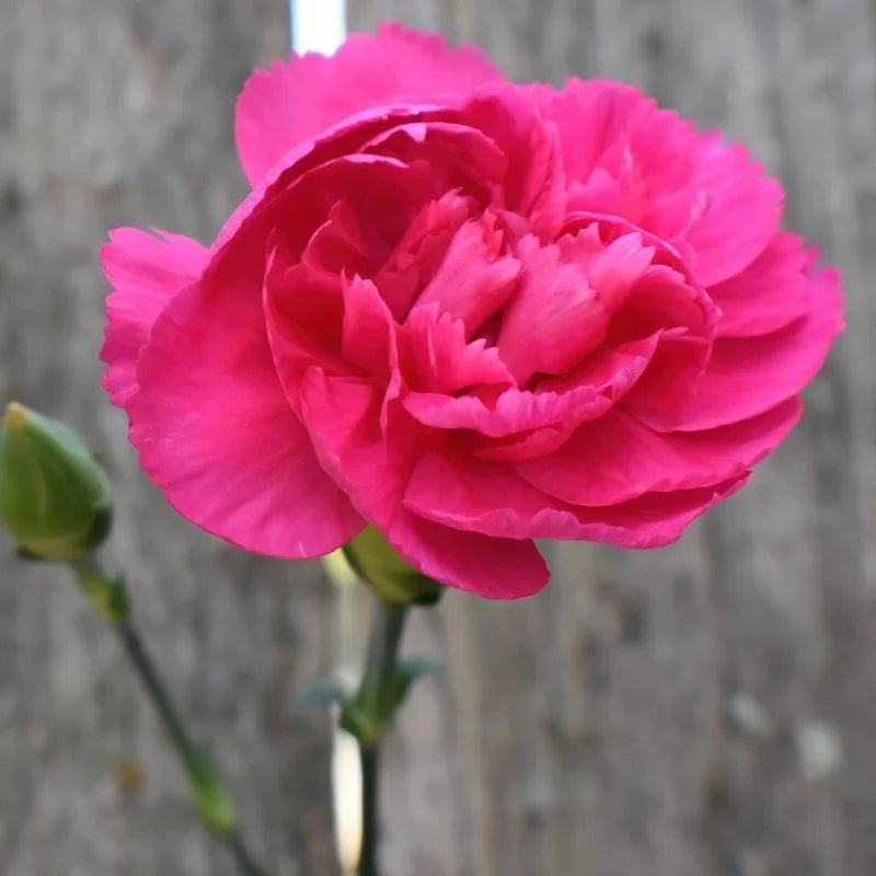 Deep Pink Carnation Flower seeds for Planting Cut Flower Favorite Heirloom & GMO Free Seeds for Home Garden 
 
 Sale seeds for home garden planting
