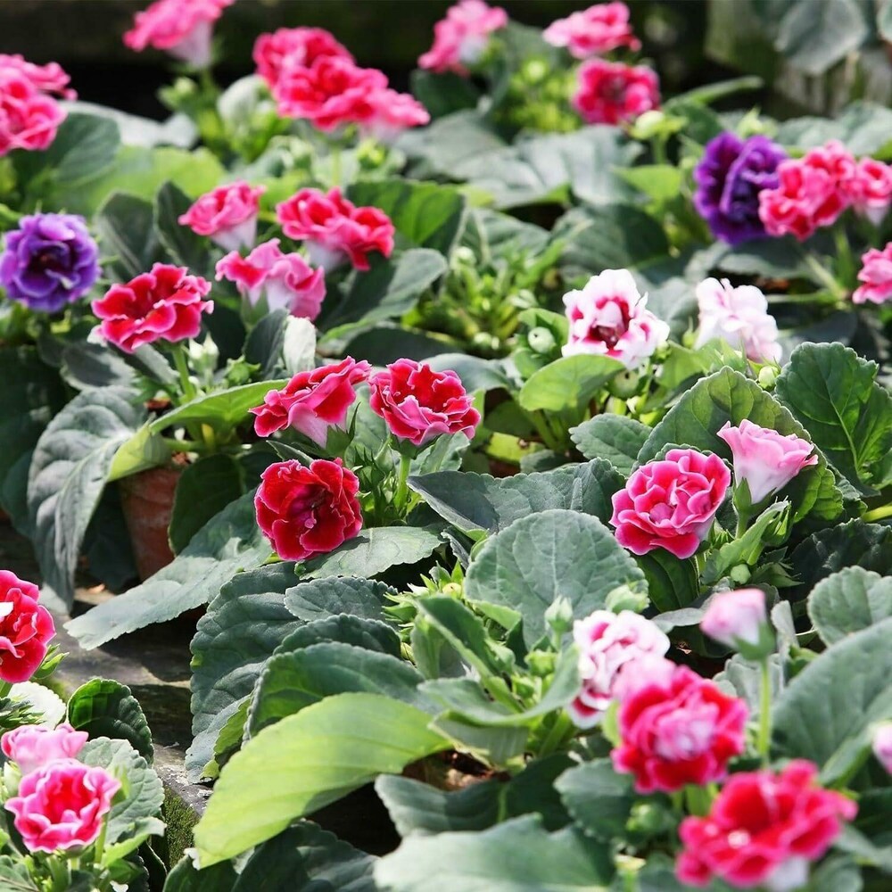 Mixed Gloxinia Flower seeds for Planting Cottage Garden Essential Heirloom & GMO Free Seeds for Home Garden 
 
 Sale seeds for home garden planting