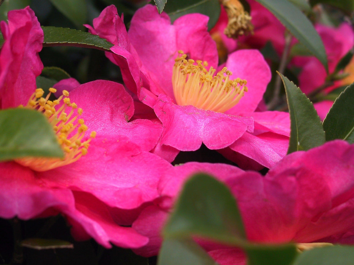Pink Yellow Camellia Flower seeds for Planting - Colorful Display, Heirloom & GMO Free Seeds for Home Garden
 
 Sale seeds for planting in home garden