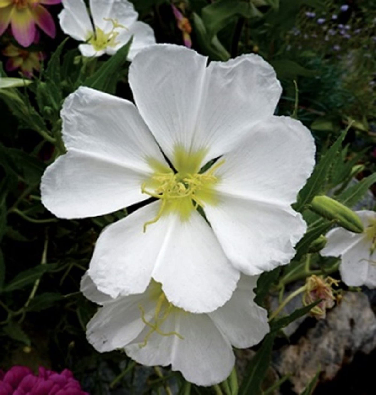 White Oenothera Flower seeds for Planting - Wildflower Mix, Heirloom & GMO Free Seeds for Home Garden
 
 Sale for planting in home garden