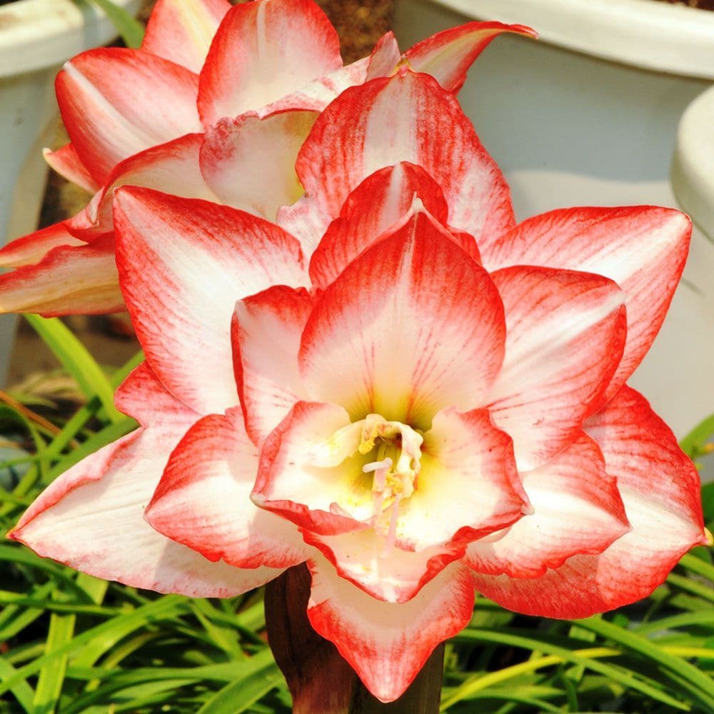 Red White Hippeastrum Rutilum Flower seeds for Planting Fragrant Blossoms Heirloom & GMO Free Seeds for Home Garden 
 
 Sale seeds for home garden planting