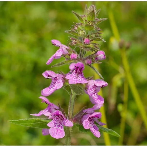 Purple Marsh Woundwort Flower seeds for Planting Seasonal Bloomer Heirloom & GMO Free Seeds for Home Garden
 
 Sale seeds for home garden planting