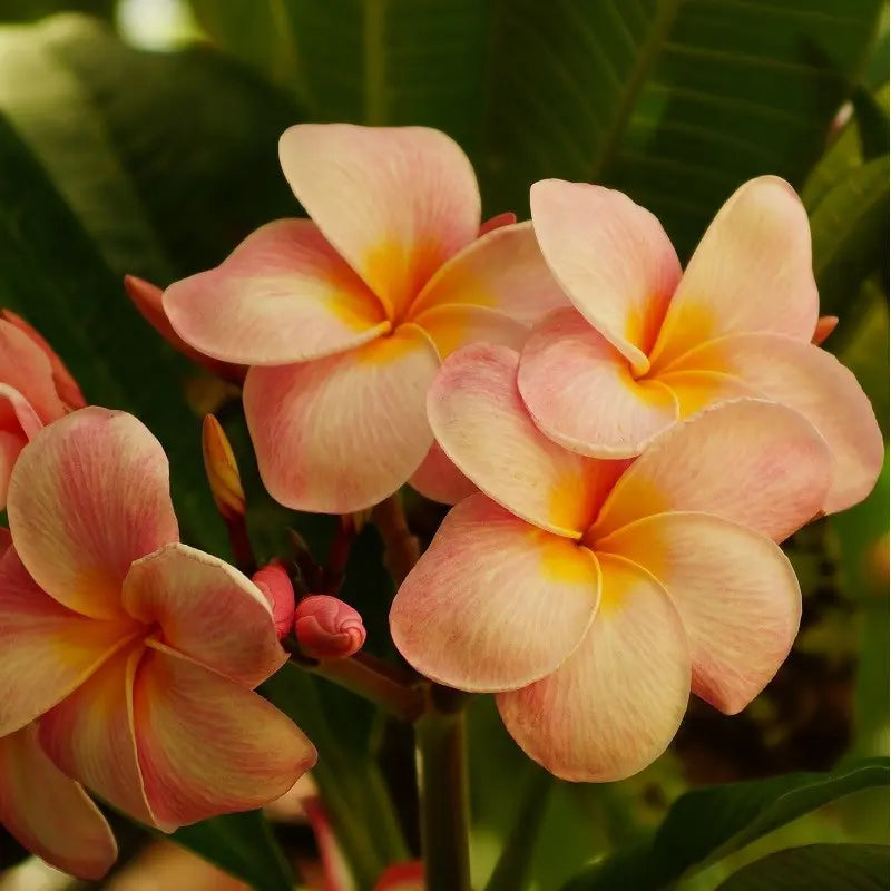 Orange Frangipani Flower seeds for Planting - Garden Favorite, Heirloom & GMO Free Seeds for Home Garden
 
 Sale seeds for planting in home garden