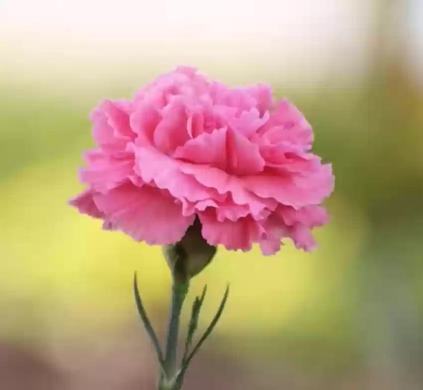 Pink Carnation Flower seeds for Planting Colorful Display Heirloom & GMO Free Seeds for Home Garden 
 
 Sale seeds for home garden planting
