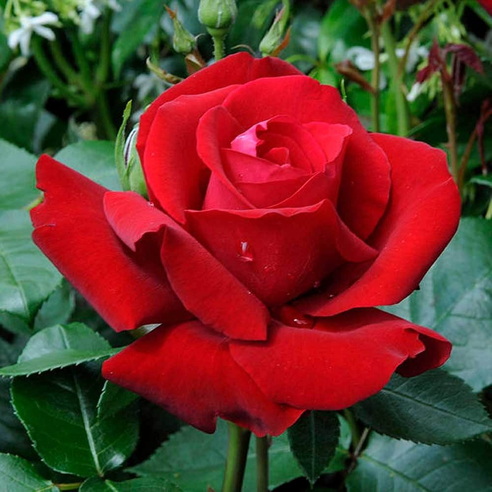 Rose Flower seeds for Planting Long Bloom Season Heirloom & GMO Free Seeds for Home Garden 
 
 Sale seeds for home garden planting