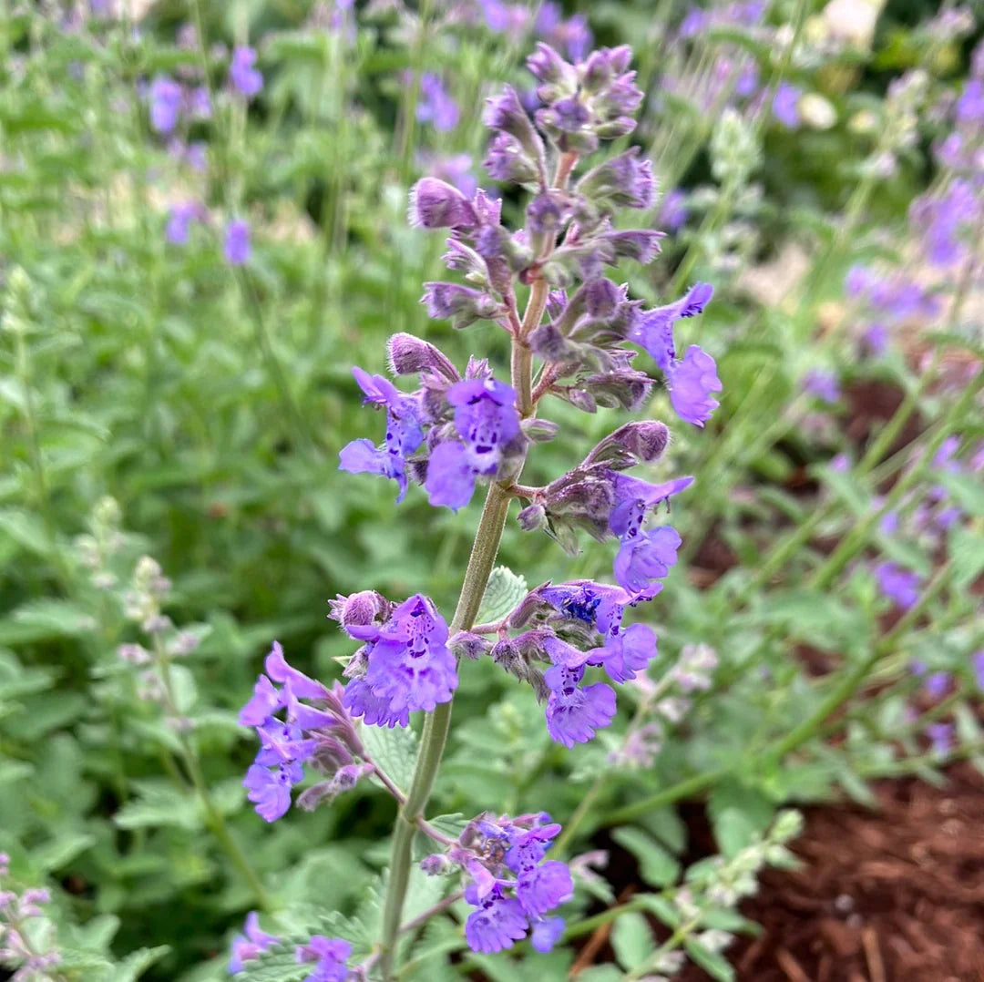 Purple Catmint Flower seeds for Planting Sun Loving Heirloom & GMO Free Seeds for Home Garden 
 
 Sale seeds for home garden planting