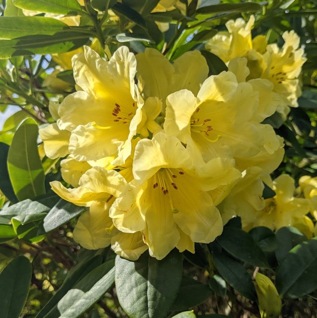 Yellow Rhododendron Flower seeds for Planting Long Bloom Season Heirloom & GMO Free Seeds for Home Garden 
 
 Sale seeds for home garden planting