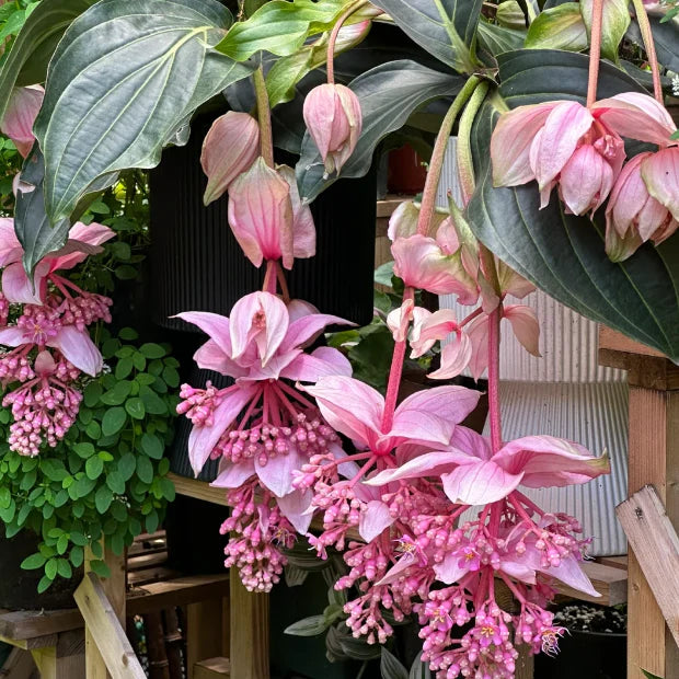 Medinilla Flower seeds for Planting Seasonal Bloomer Heirloom & GMO Free Seeds for Home Garden 
 
 Sale for planting in home garden