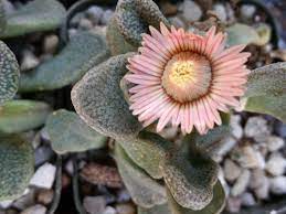 Titanopsis Fulleri Flower seeds for Planting - Low Maintenance, Heirloom & GMO Free Seeds for Home Garden
 
 Sale seeds for planting in home garden