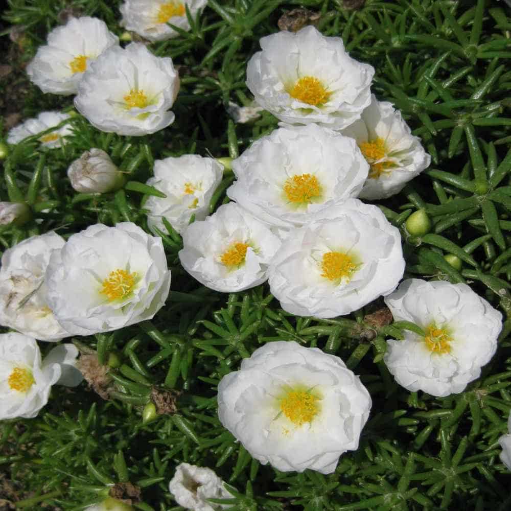 White MossRose Flower seeds for Planting Colorful Display Heirloom & GMO Free Seeds for Home Garden 
 
 Sale seeds for home garden planting