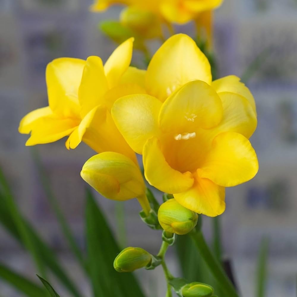 Yellow Freesias Flower seeds for Planting Cut Flower Favorite Heirloom & GMO Free Seeds for Home Garden 
 
 Sale seeds for home garden planting