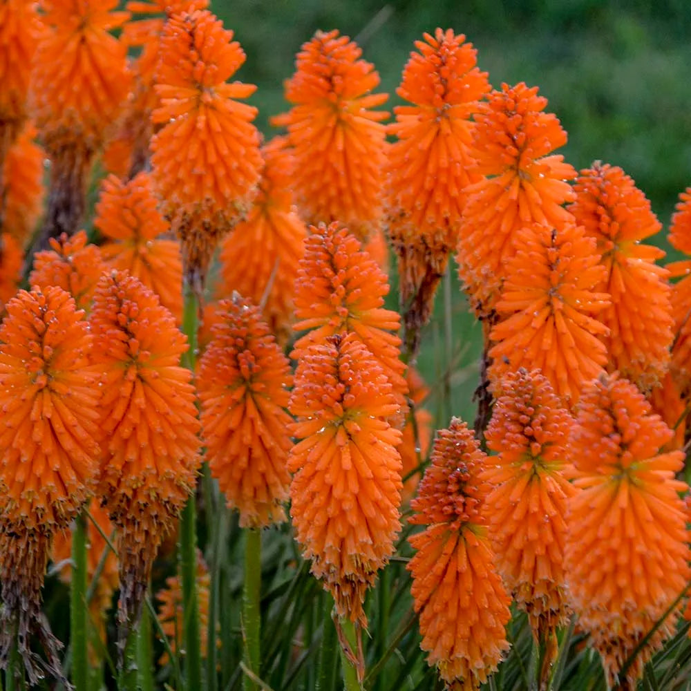 Orange Kniphofia Flower seeds for Planting Hardy Variety Heirloom & GMO Free Seeds for Home Garden
 
 Sale seeds for home garden planting