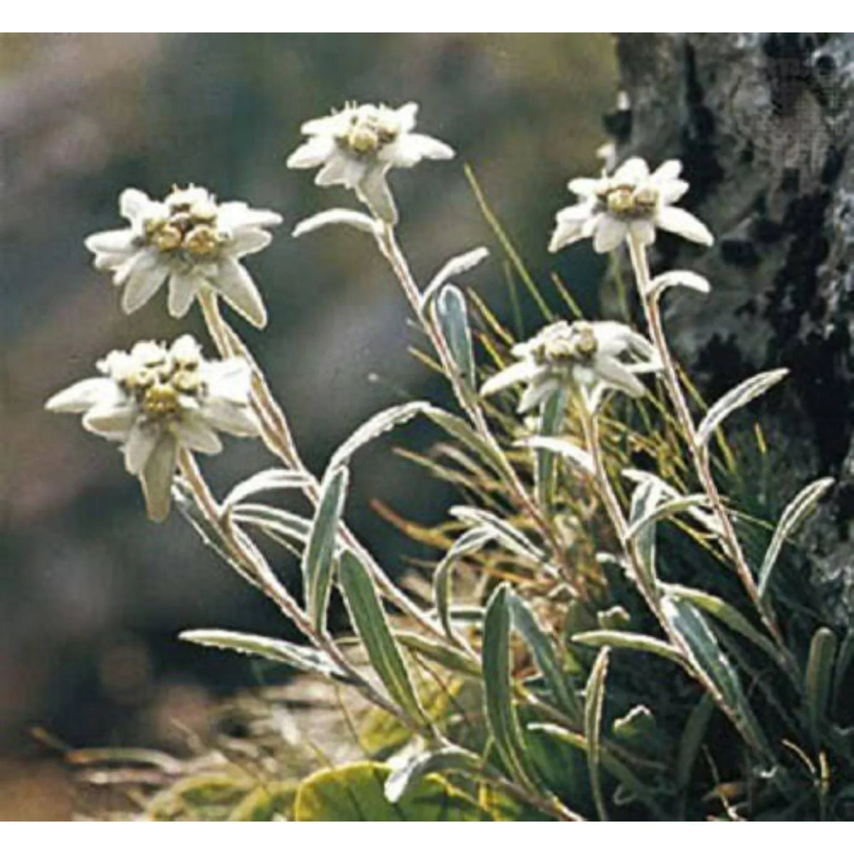 White Leontopodium Flower seeds for Planting - Hardy Variety, Heirloom & GMO Free Seeds for Home Garden
 
 Sale seeds for planting in home garden