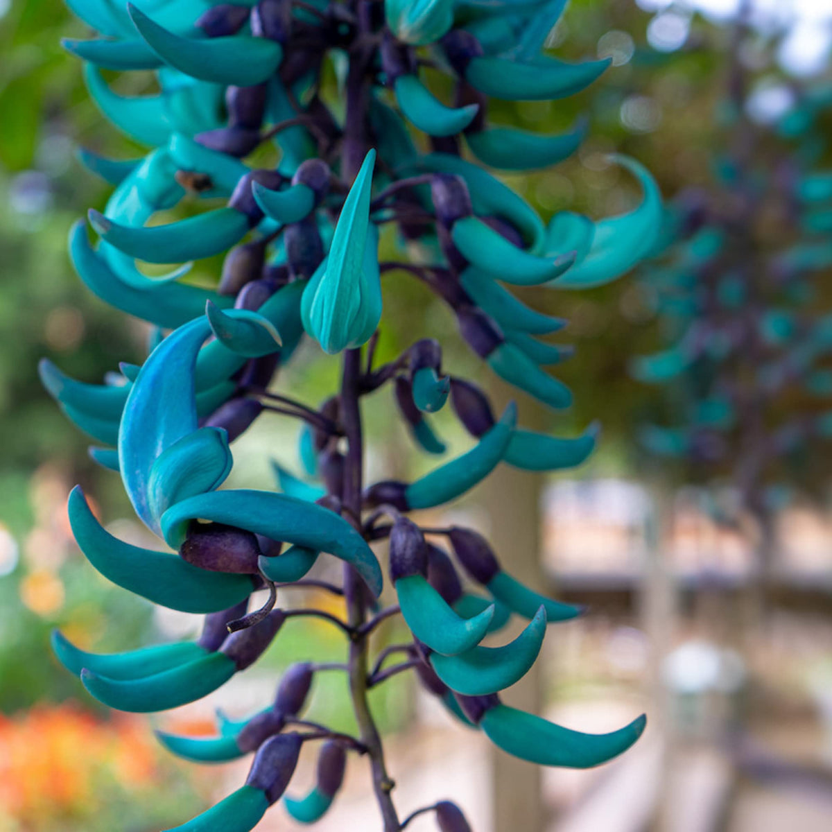 Sky Blue Endangered Jade Flower seeds for Planting Long Bloom Season Heirloom & GMO Free Seeds for Home Garden
 
 Sale seeds for home garden planting