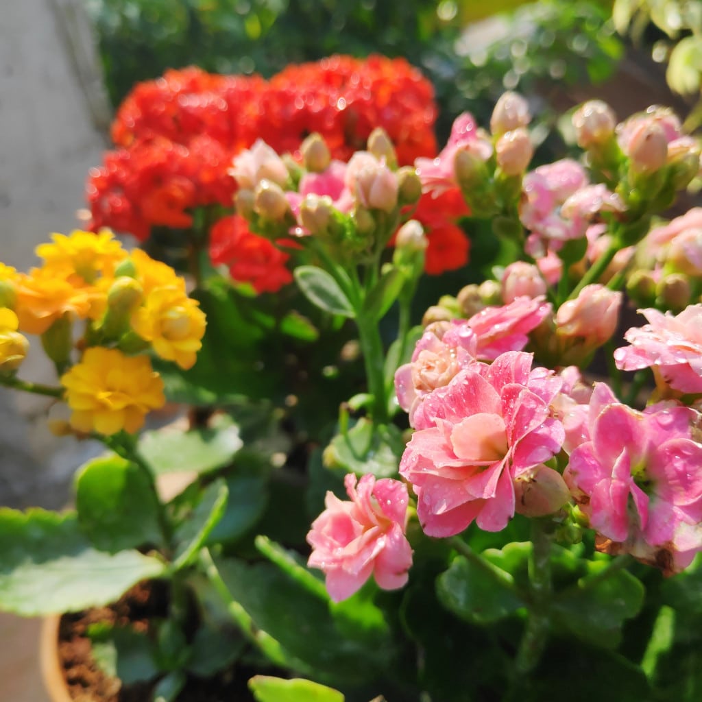 Mixed Kalanchoe Flower seeds for Planting Cut Flower Favorite Heirloom & GMO Free Seeds for Home Garden 
 
 Sale seeds for home garden planting