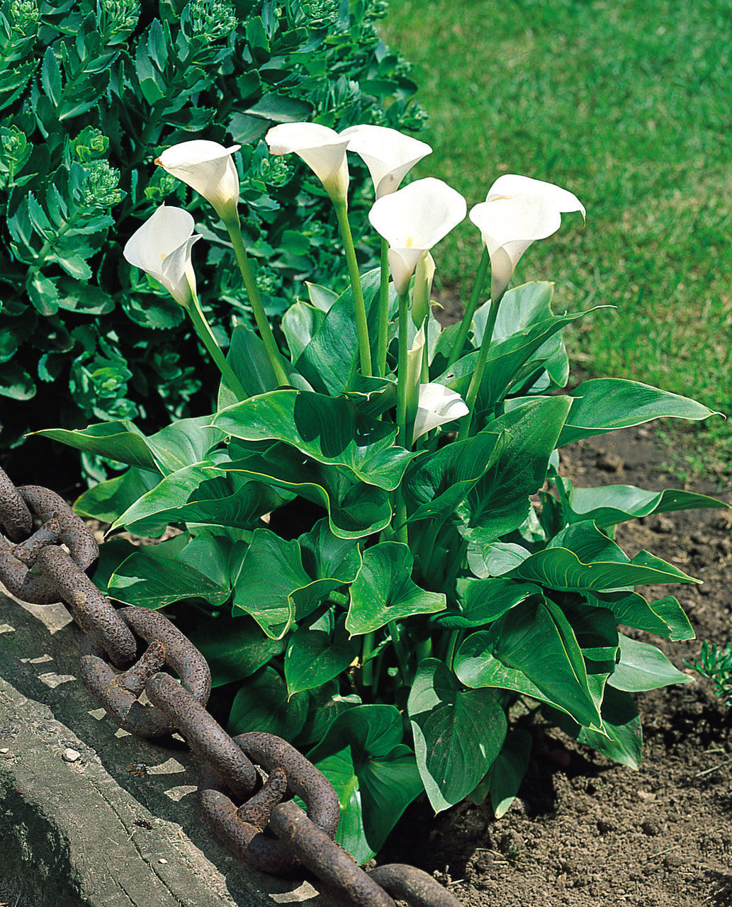 White Zantedeschia Aethiopica Flower seeds for Planting - Garden Favorite, Heirloom & GMO Free Seeds for Home Garden
 
 Sale seeds for planting in home garden
