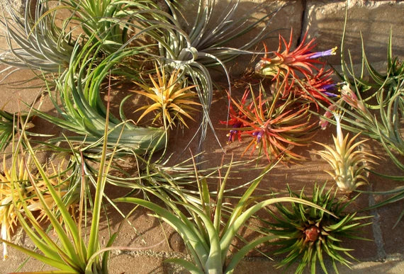 Mixed Airplant Seeds For Planting - Discover Unique And Beautiful Airplants