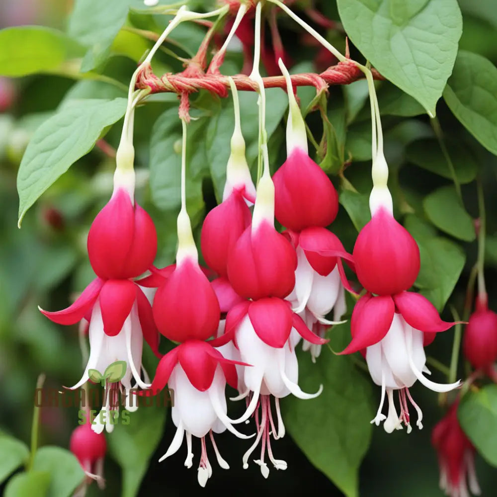 Fuchsia Flower Seeds For Planting - Beautiful White Pink Fuchsias Your Garden