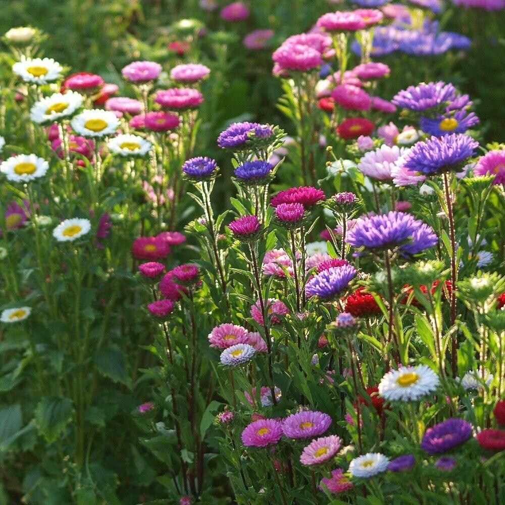 Aster Seeds For Planting Multi-Colour Blooms - Vibrant Colors Your Garden