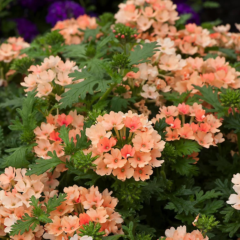 Verbena Flower Seeds Planting Light Orange