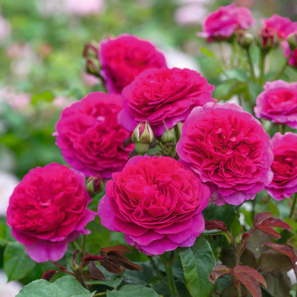 Dark Pink Double Petal English Rose Seeds For Planting Flower