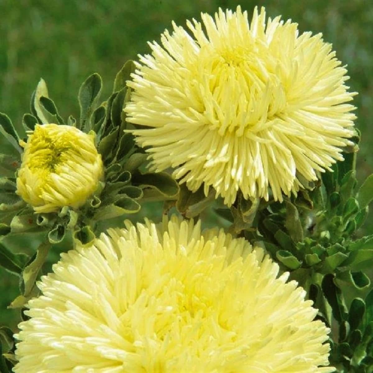 Lemon Yellow Aster Seeds For Planting - Brighten Your Garden