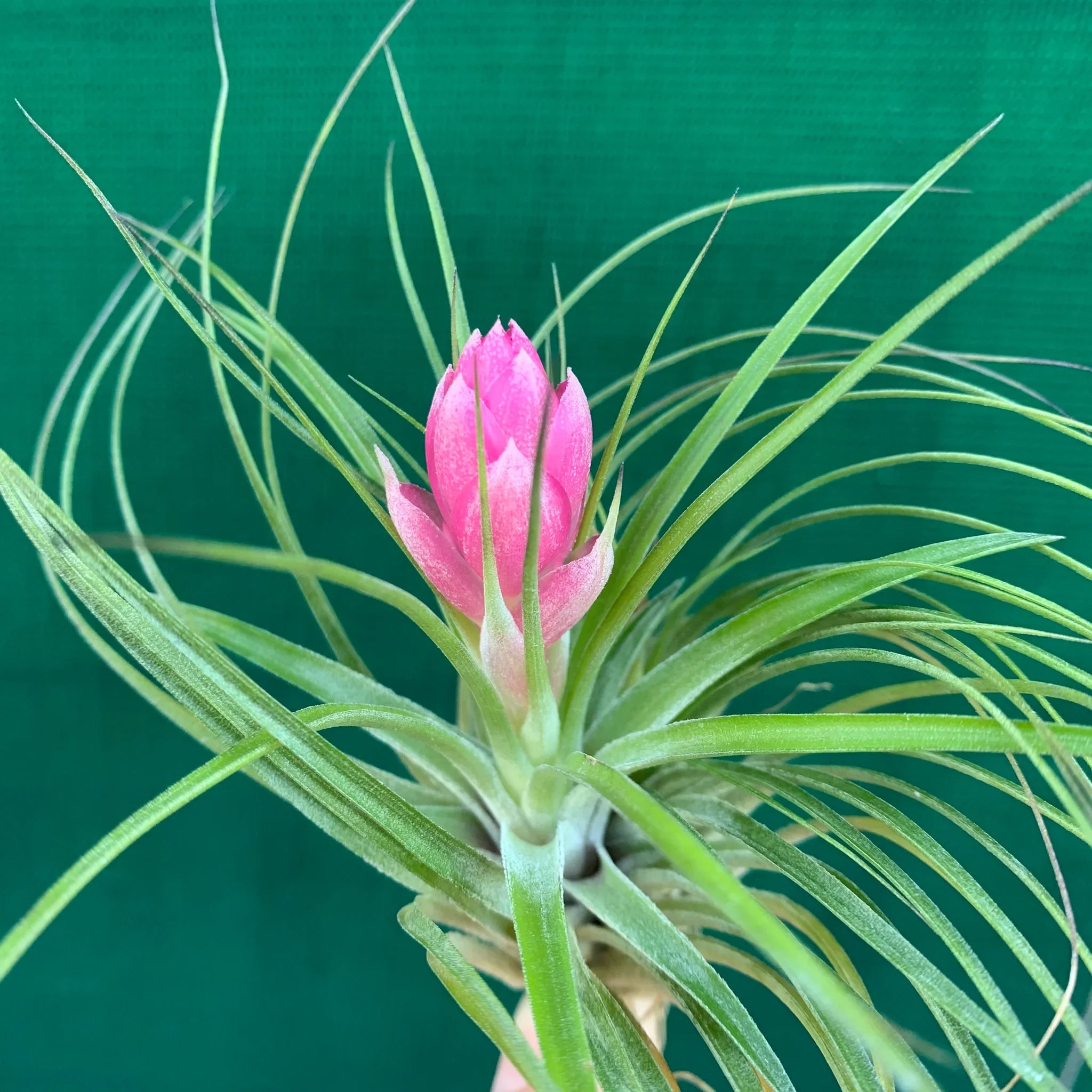 Planting Seeds For Pink Green Airplants - Vibrant & Unique