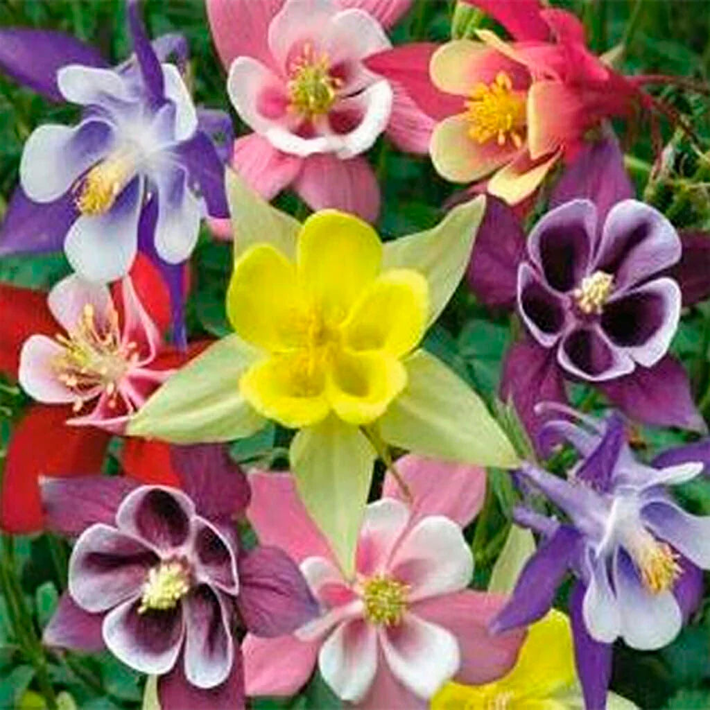 Mixed Colors Mckana’s Giant Columbine Seeds For Vibrant Flower Planting