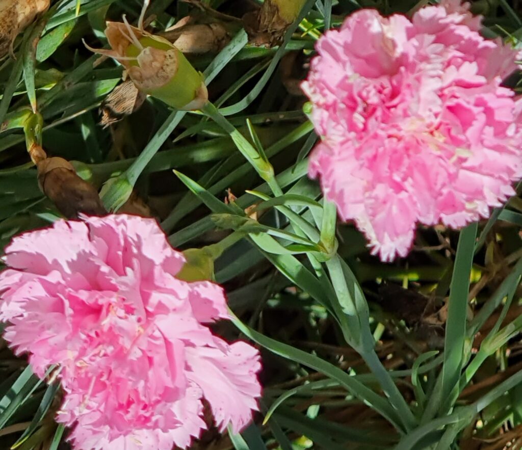 Light Rose Dianthus Seeds For Planting - Cultivate Soft And Lovely Flowers