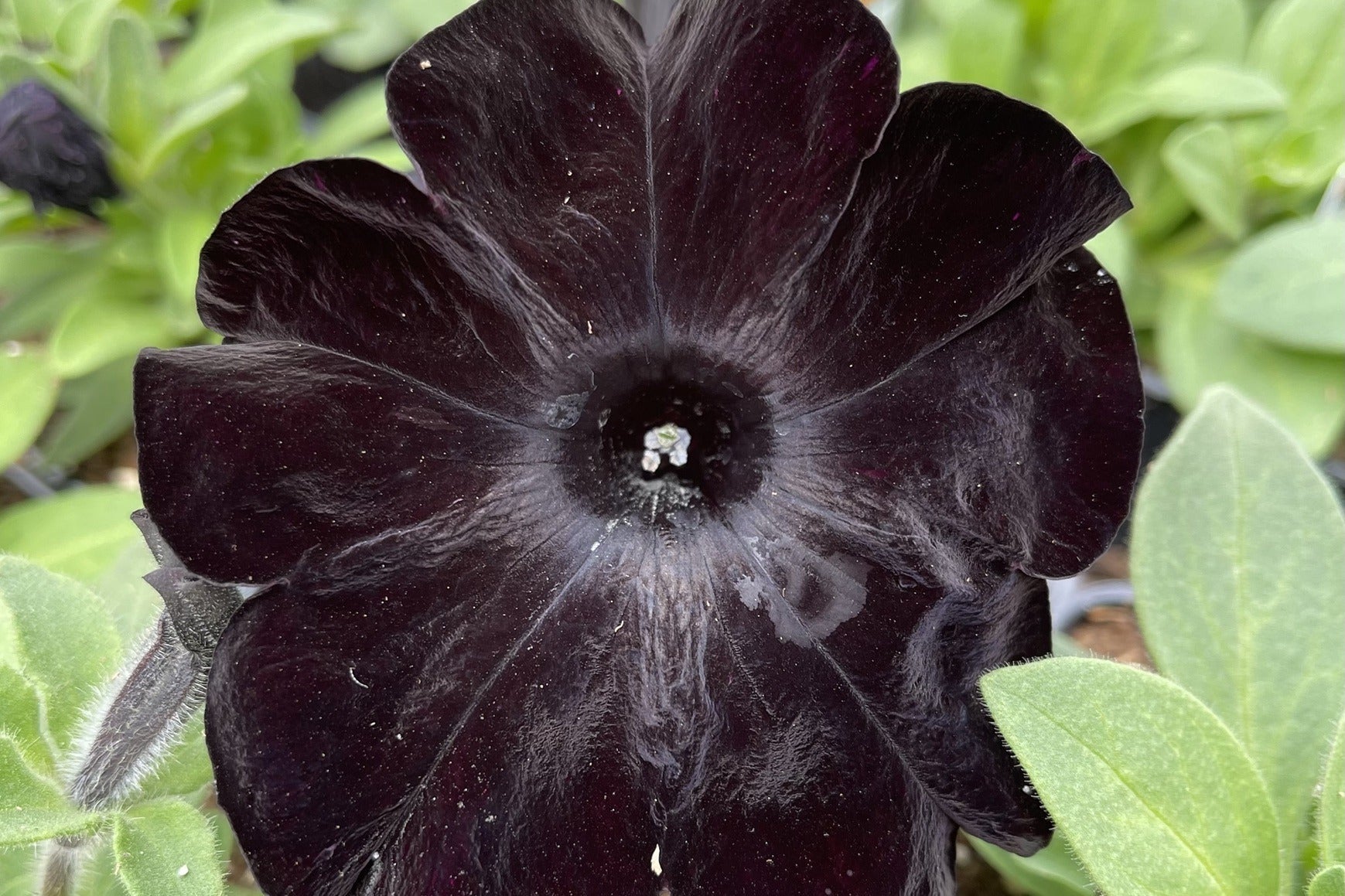 White Black Petunia Planting - Seed For Beautiful Outdoor Spaces Flower Seeds