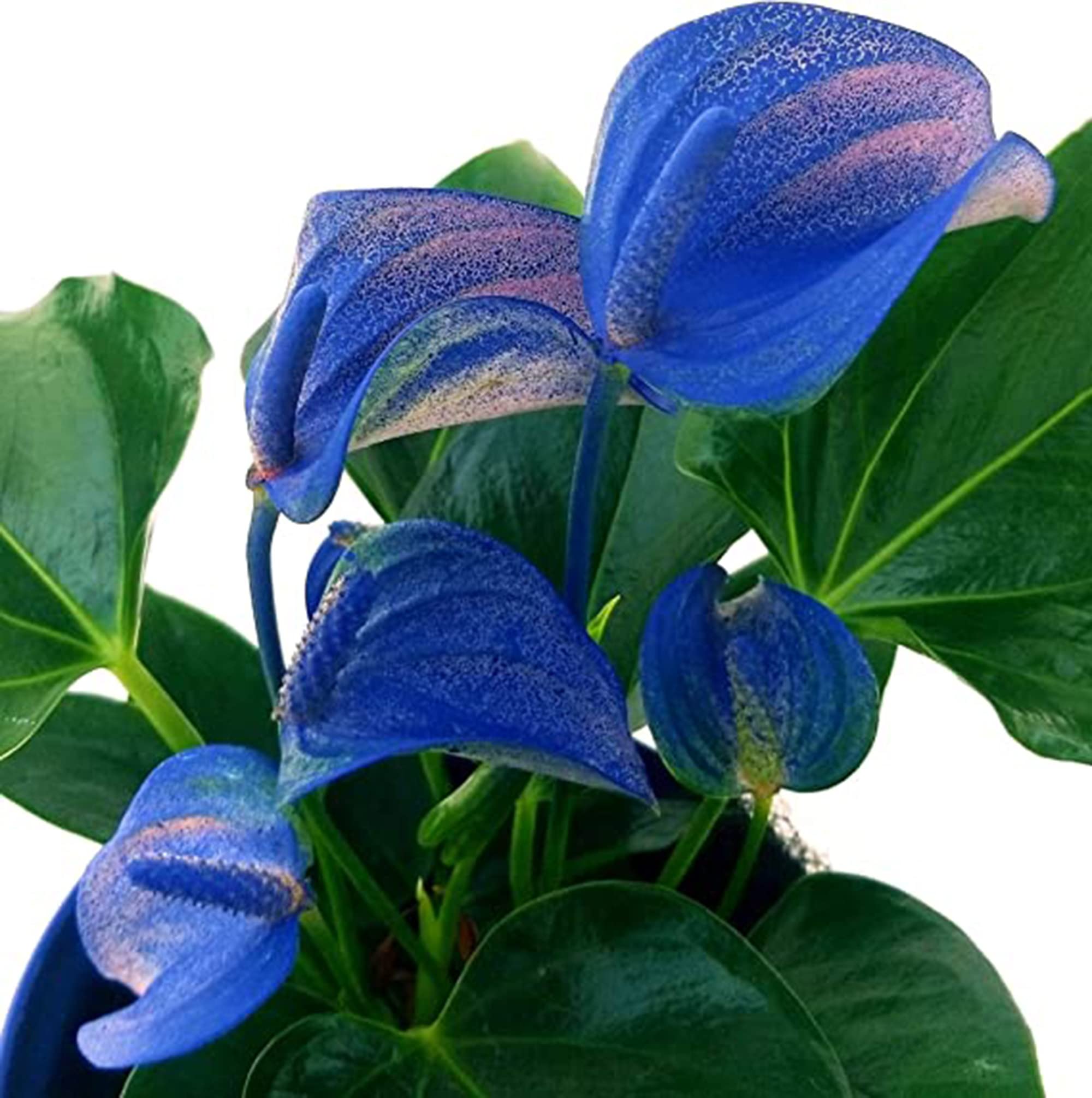 Blue Green Anthurium Seeds For Planting - Enhance Your Collection Exotic Ideal