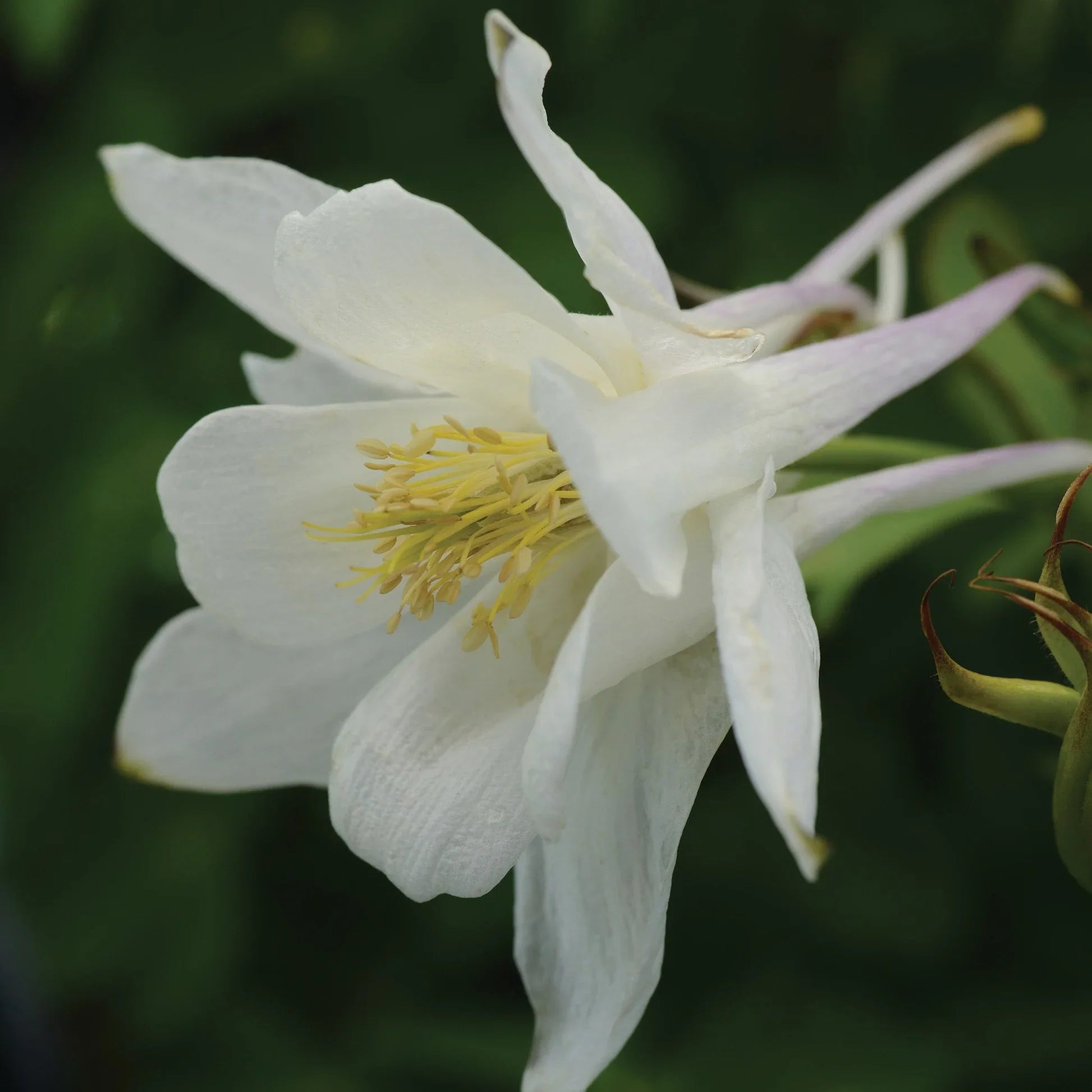 White Aquilegia Flower Seeds For Planting