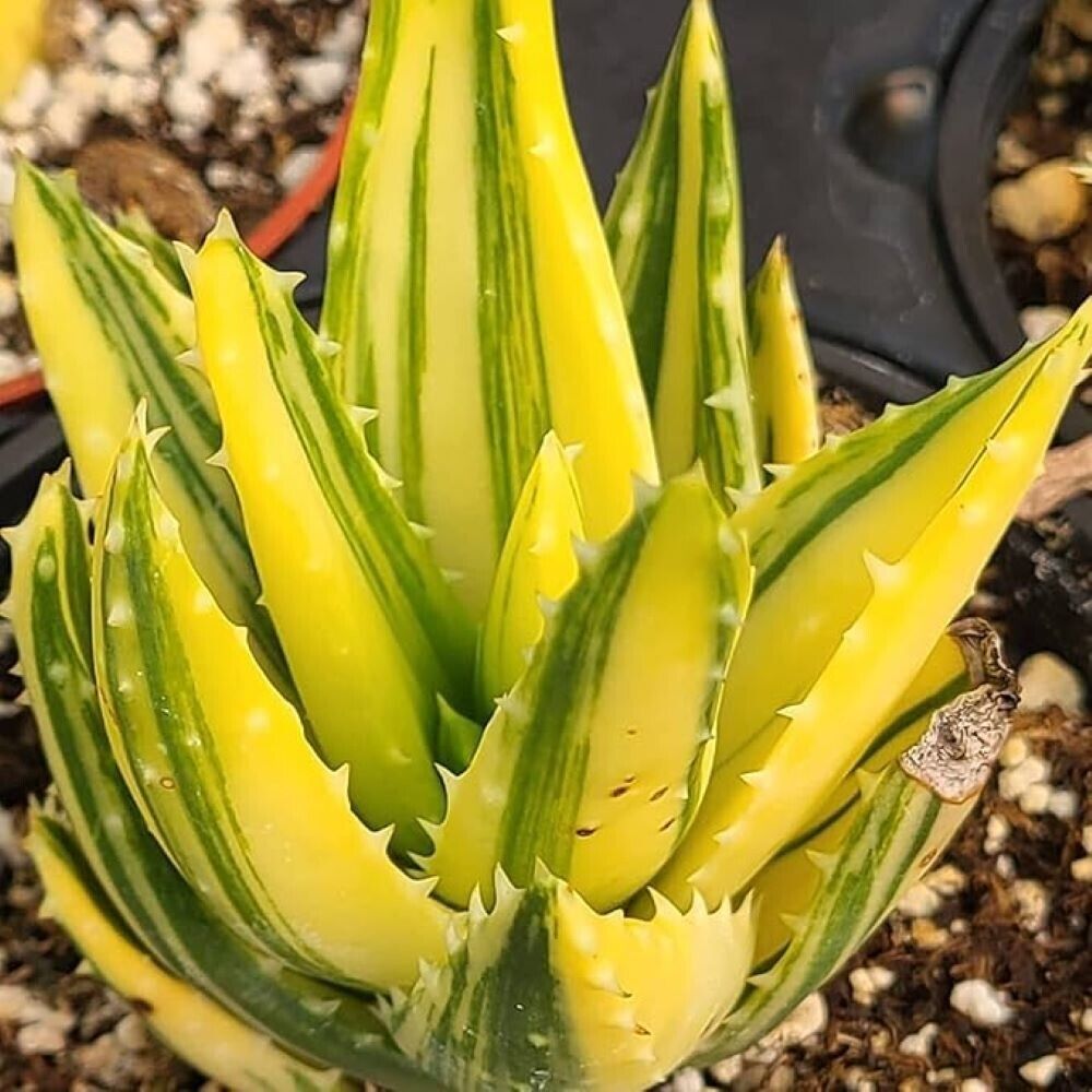 Yellow Edible Aloe Vera Plant Seeds For Easy Planting Seeds