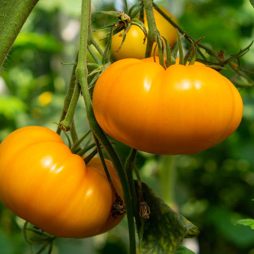 Dark Orange Giant Tomato Seeds - Ideal For Planting Your Vegetable Garden Seeds