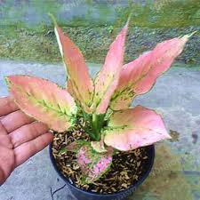 Aglaonema Pink Mix Seeds For Easy Planting Plant Seeds