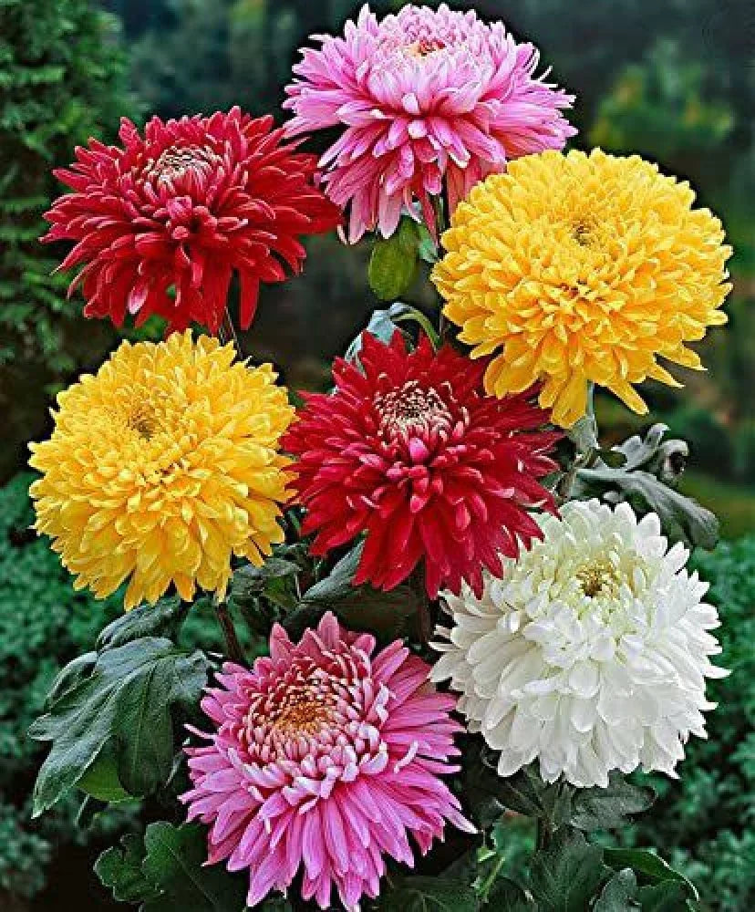 Chrysanthemum Flower Seeds For Vibrant Fall Planting