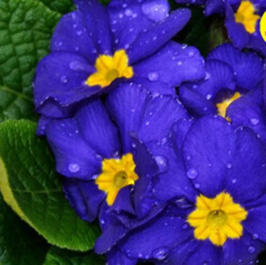 Primula Malacoides Blue Yellow Flower seeds for Planting - Low Maintenance, Heirloom & GMO Free Seeds for Home Garden
 
 Sale seeds for planting in home garden