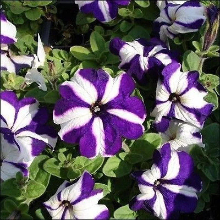 Petunia Flower Seeds For Planting White Violet-Perfect Vibrant And Unique Setting