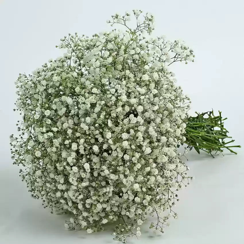 Peach Gypsophila Flower seeds for Planting - Low Maintenance, Heirloom & GMO Free Seeds for Home Garden
 
 Sale seeds for home garden