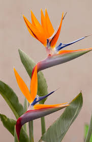 Exotic Strelitzia Flower Seeds Mix for Planting