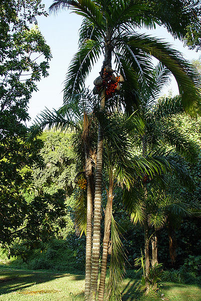 Bactris Gasipaes Seeds For Planting