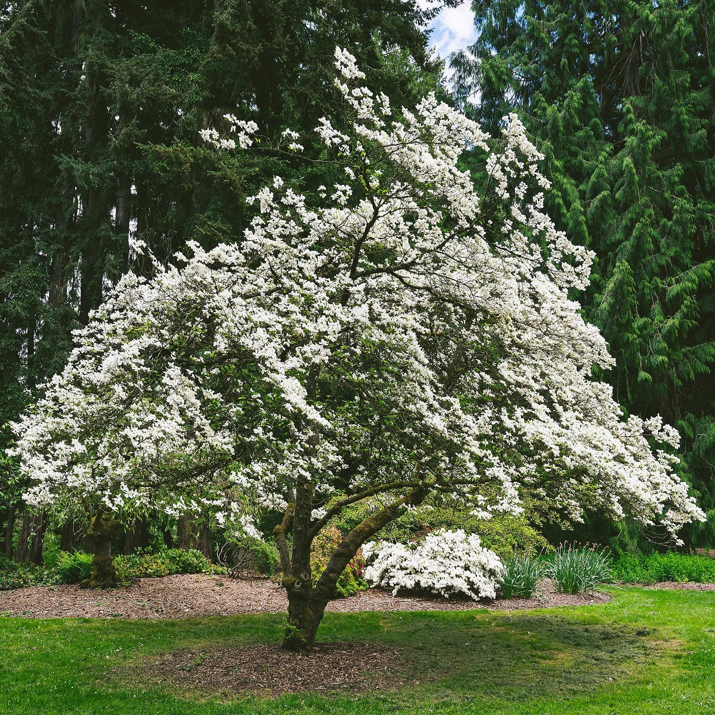 White Ornamental Tree Seeds: Comprehensive Planting Guide For Beautiful Blossoms And Foliage