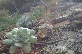 Dudleya Farinosa Seeds For Planting | Succulent Vibrant Gardens Herb