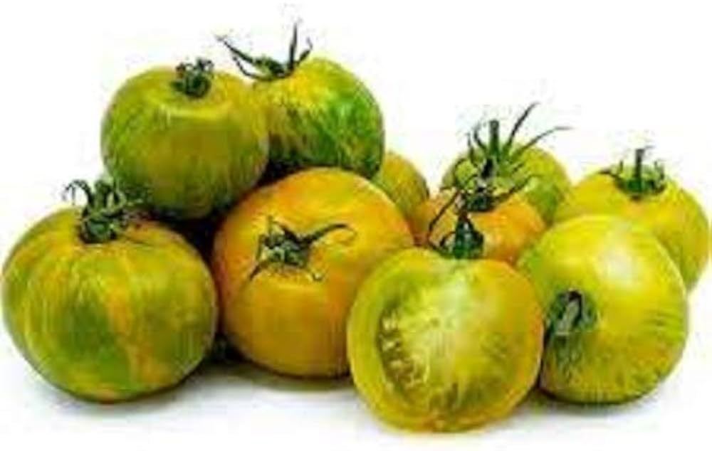 Green Zebra Tomato Solanum lycopersicum for planting in urban garden