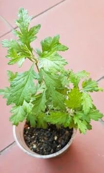 Artemisia Argyi Flower seeds for Planting - Cottage Garden Essential, Heirloom & GMO Free Seeds for Home Garden
 
 Sale seeds for home garden