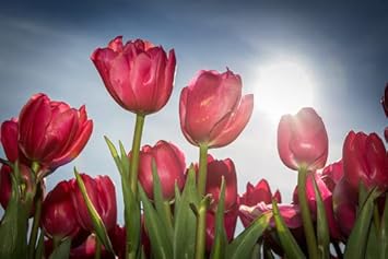 Deep Pink Tulip Seeds For Planting Flower