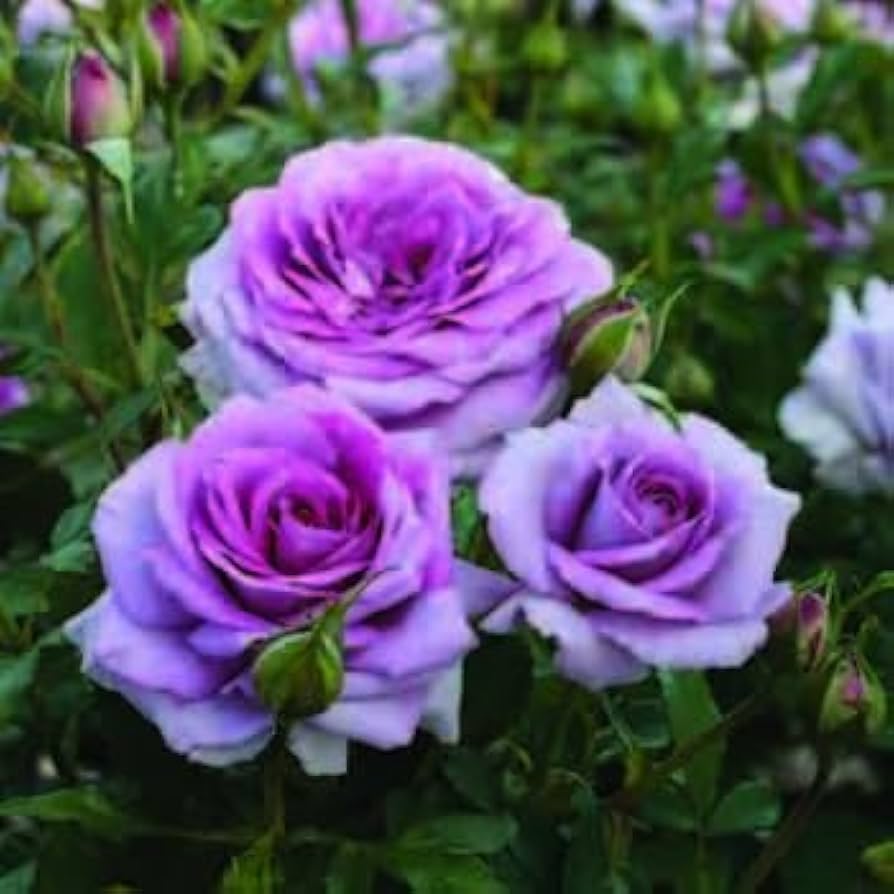 Lavender Climbing Rose Flower Seeds For Planting