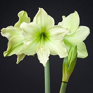 Pale Green Amaryllis Flower seeds for Planting Pollinator Friendly Heirloom & GMO Free Seeds For Home Garden 
 
 Sale for planting in home garden