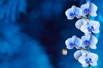 Brown Coleus for Planting Bright Blooms Heirloom & GMO Free Seeds for Home Garden
 
 Sale for planting in home garden