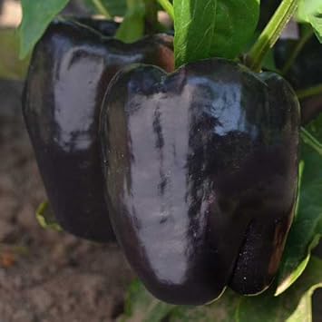 Black Bell Pepper Vegetable Seeds For Planting